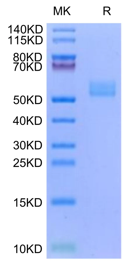 CD278-HF002 Bis-Tris-PAGE-white result