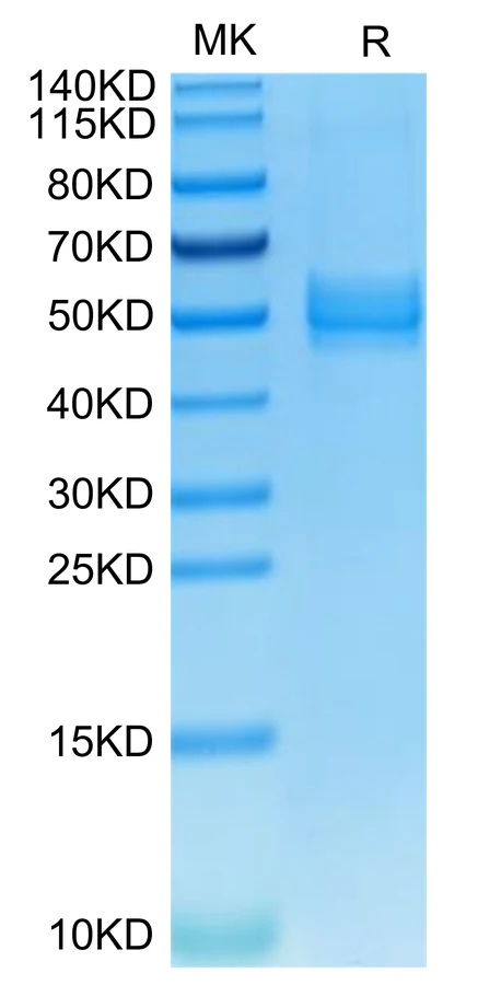 CD278-MF001 Bis-Tris-PAGE-white result