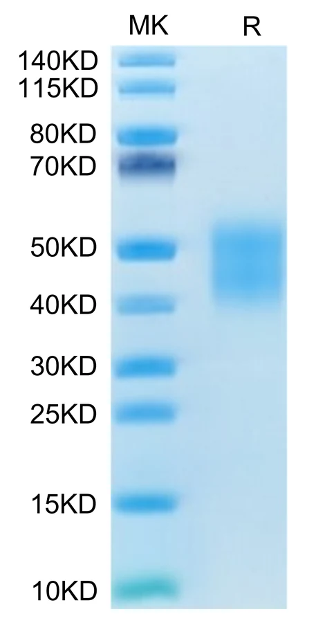 CD28-DP002 Bis-Tris-PAGE-white result