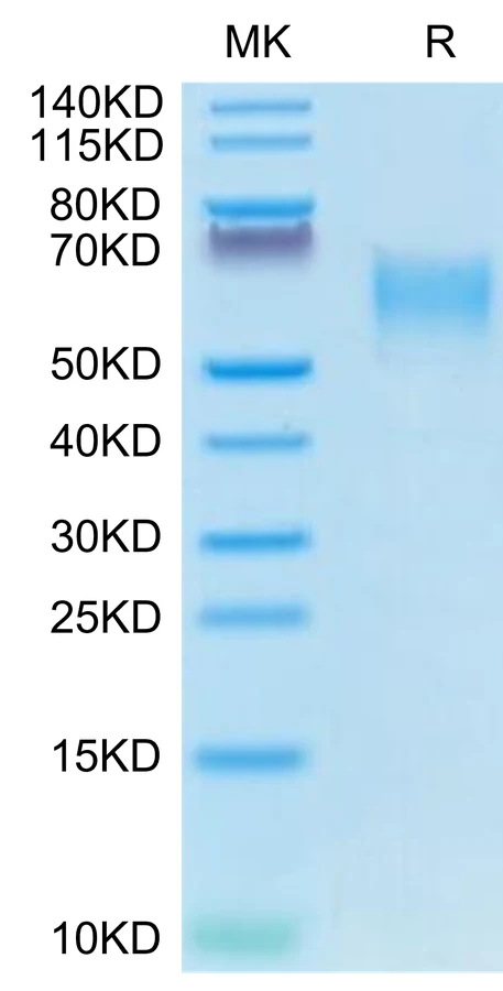 CD28-DP003 Bis-Tris-PAGE-white result