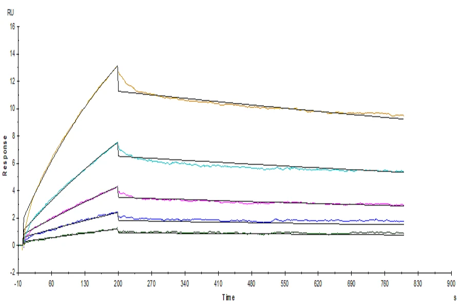 CD28-HB001 SPR-2 result