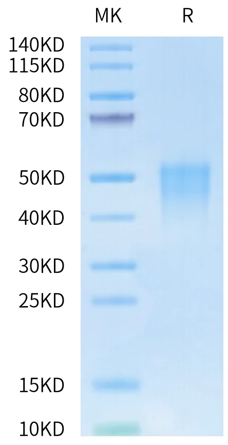 CD28-HB003 Bis-Tris-PAGE-white result