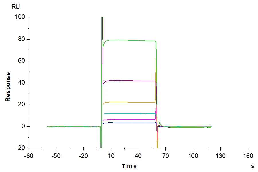 CD28-HB003 SPR result