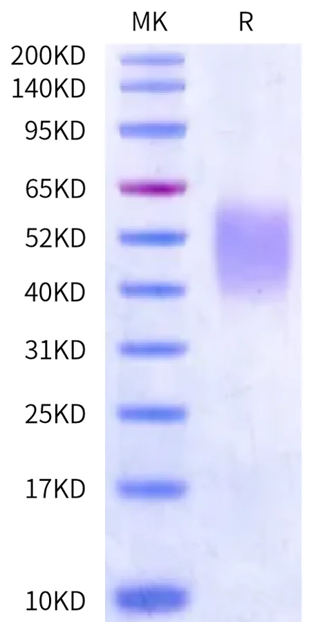 CD28-HP001 Bis-Tris-PAGE-white result