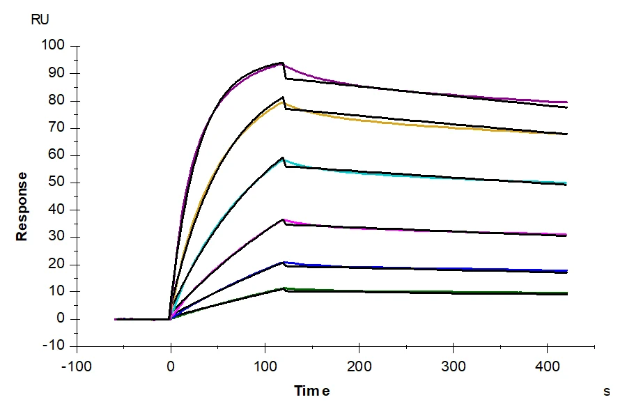 CD28-HP001 SPR-2 result