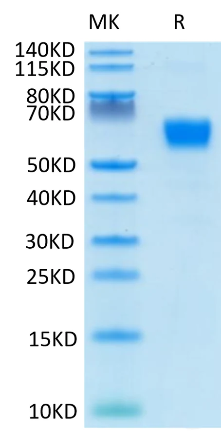 CD28-HP002 Bis-Tris-PAGE-white result