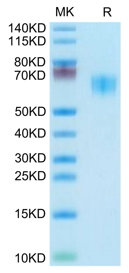 CD28-HP003 Bis-Tris-PAGE-white result