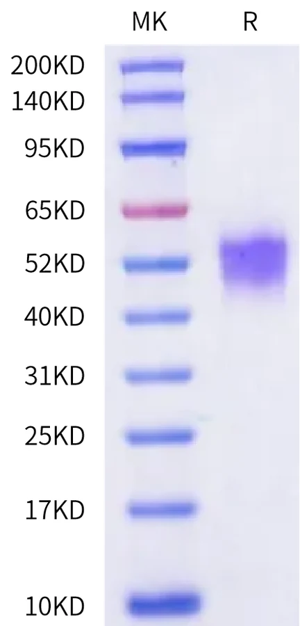 CD28-HP004 Bis-Tris-PAGE-white result