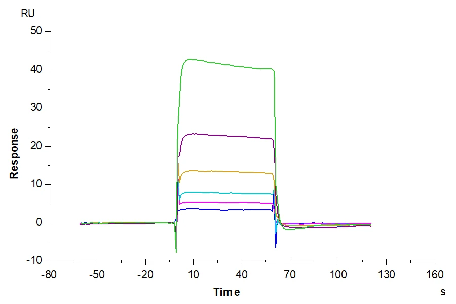 CD28-HP004 SPR result