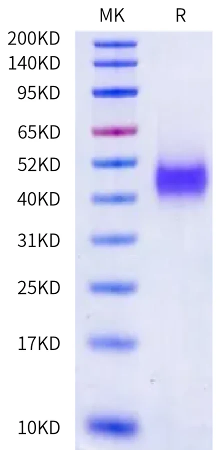 CD28-MP001 Bis-Tris-PAGE-white result