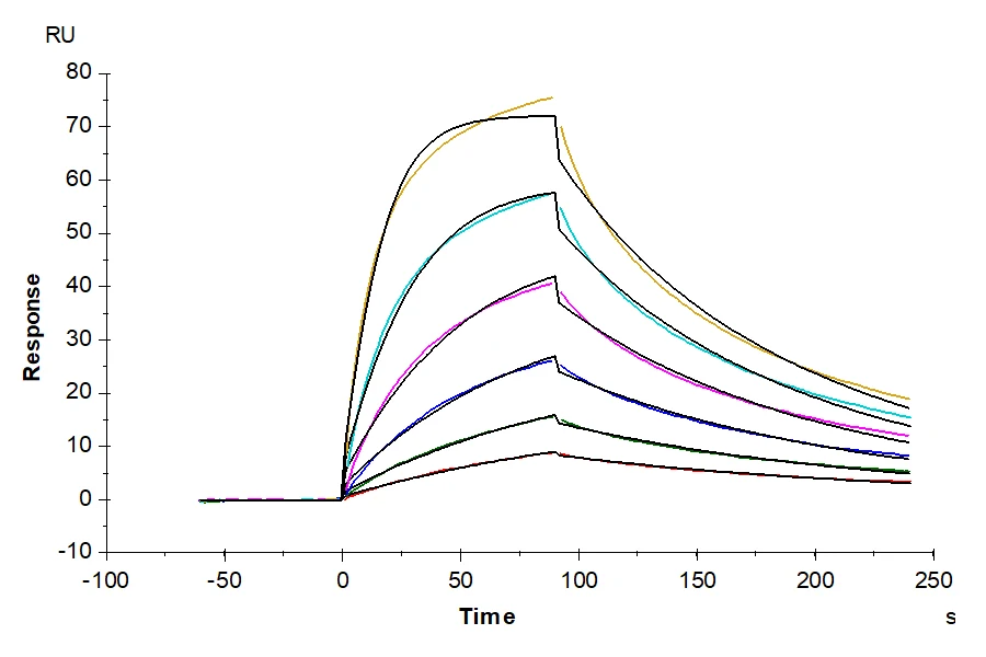 CD28-MP001 SPR result