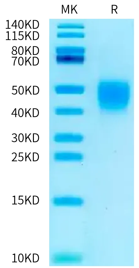 CD28-RP001 Bis-Tris-PAGE-white result