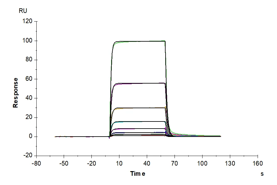 CD28-RP001 SPR result