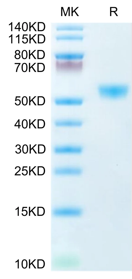 CD28H-HF001 Bis-Tris-PAGE-white result