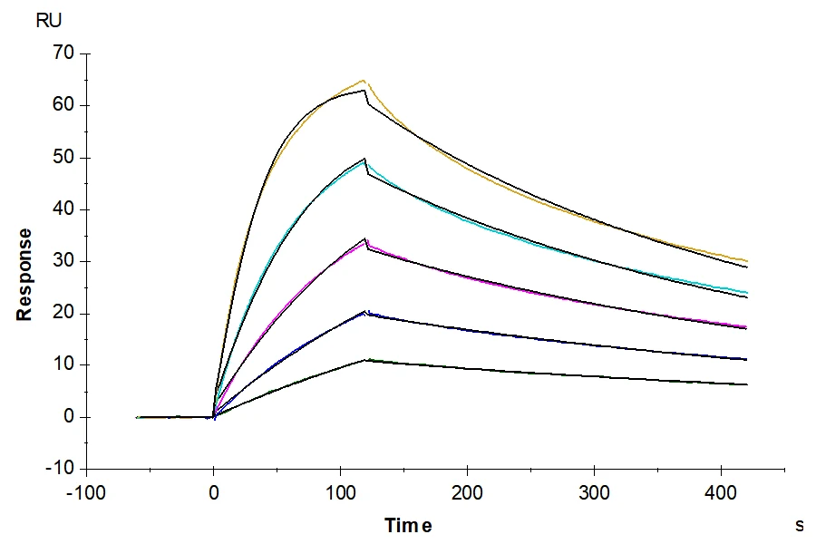 CD28H-HF001 SPR result