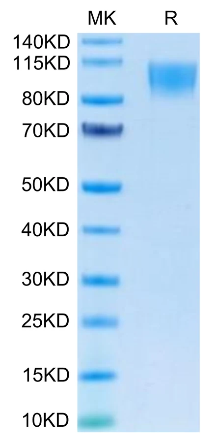 CD30-HF001 Bis-Tris-PAGE-white result