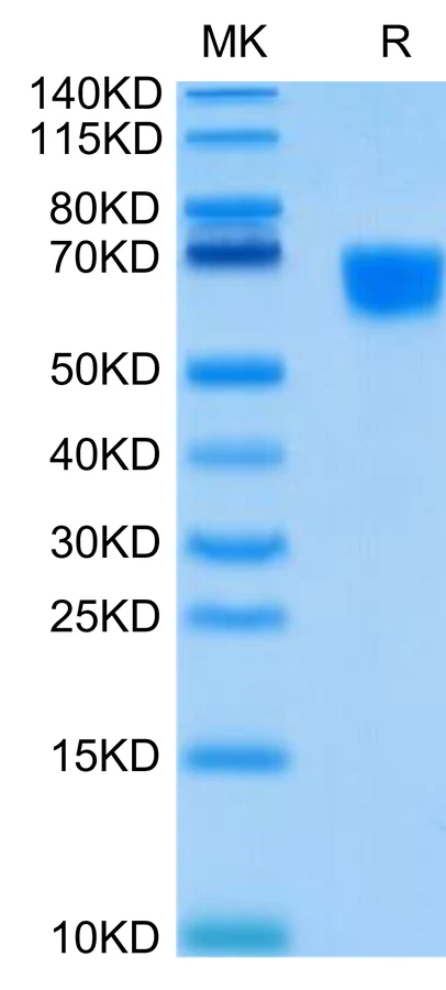 CD30-HF002 Bis-Tris-PAGE-white result