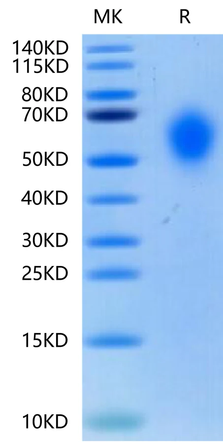 CD300A-CB001 Bis-Tris-PAGE-white result