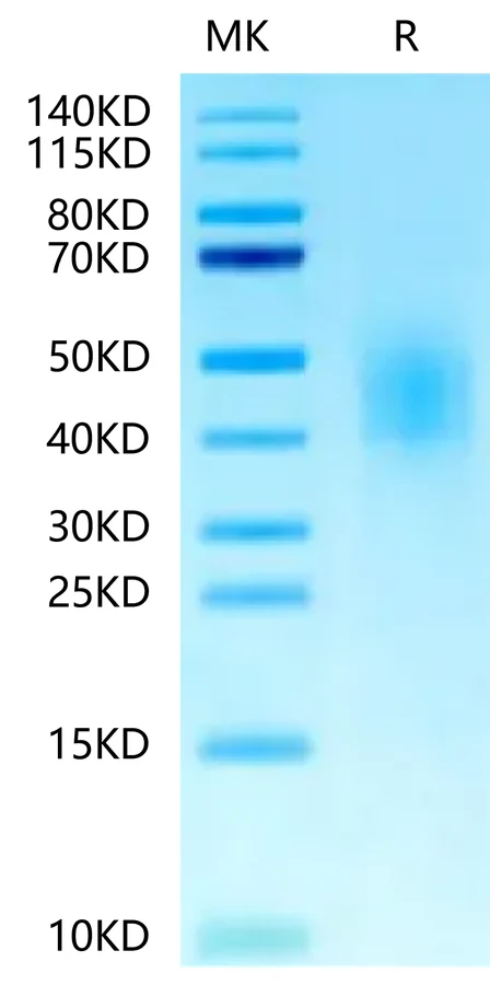 CD300A-HB001 Bis-Tris-PAGE-white result