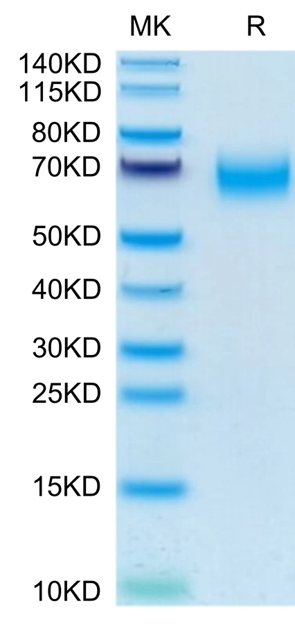 CD300A-HF001 Bis-Tris-PAGE-white result