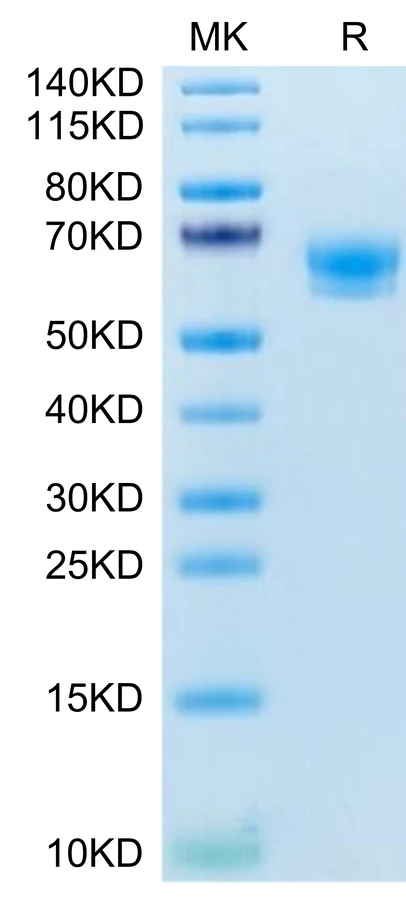 CD300A-MF001 Bis-Tris-PAGE-white result