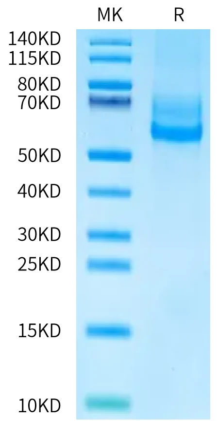 CD300D-HF001 Bis-Tris-PAGE-white result