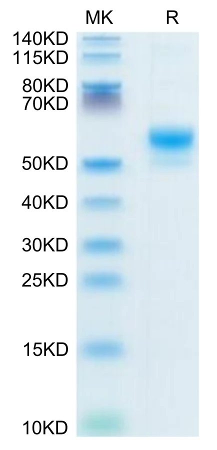 CD300LF-HF001 Bis-Tris-PAGE-white result