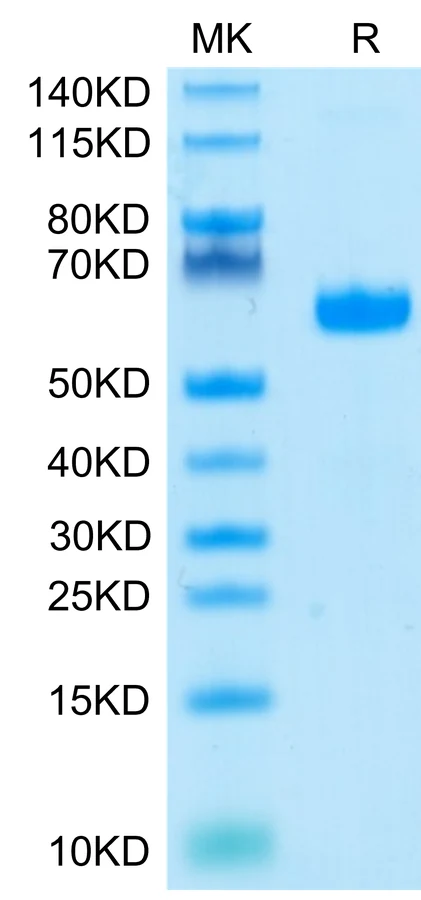 CD305-HF001 Bis-Tris-PAGE-white result