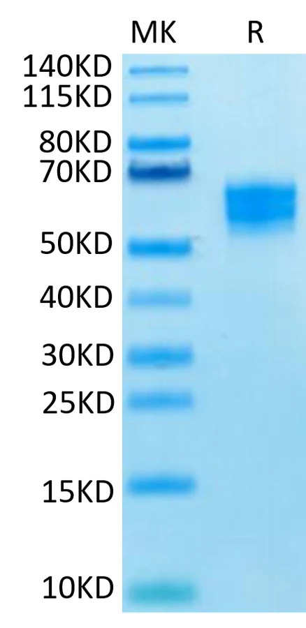 CD314-HF001 Bis-Tris-PAGE-white result