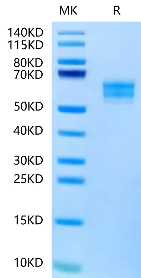 CD314-HF002 Bis-Tris-PAGE-white result