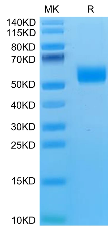 CD314-MF001 Bis-Tris-PAGE-white result