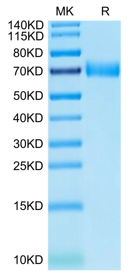 CD319-HF001 Bis-Tris-PAGE-white result