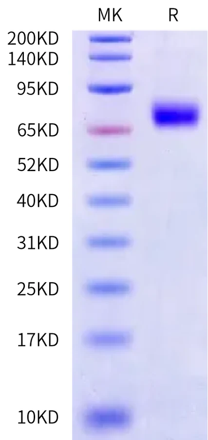 CD319-HF002 Bis-Tris-PAGE-white result