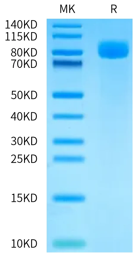 CD327-HF001 Bis-Tris-PAGE-white result