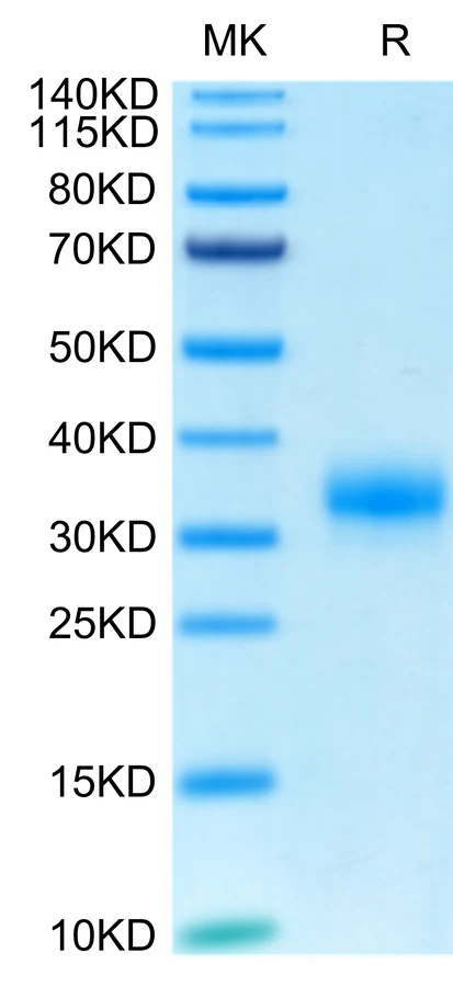 CD32A-HB002 Bis-Tris-PAGE-white result