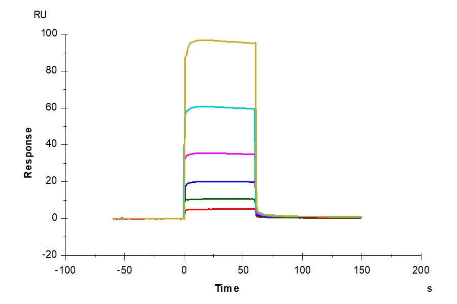 CD32A-HB002 SPR result