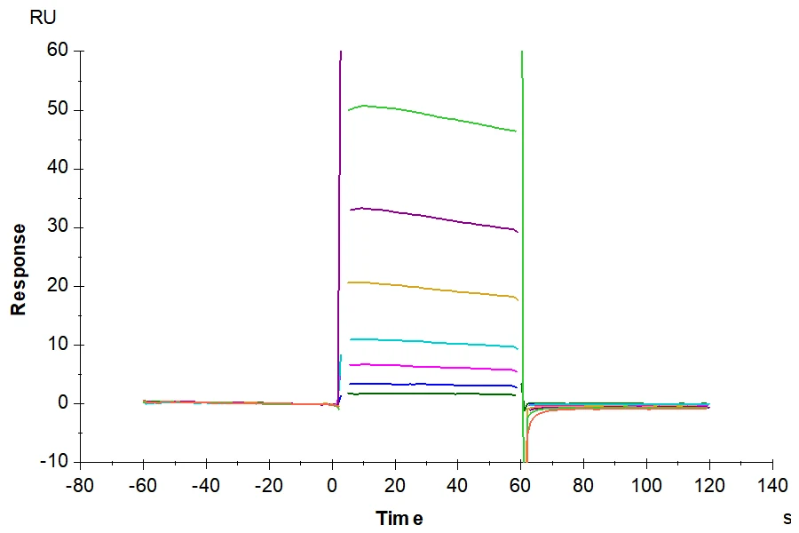 CD32A-HP003 SPR result
