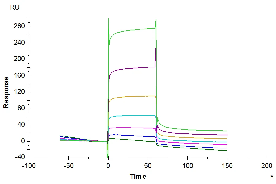 CD32B-CP001 SPR result
