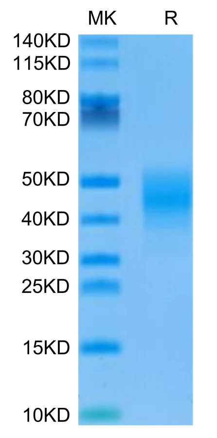 CD32B-MP001 Bis-Tris-PAGE-white result
