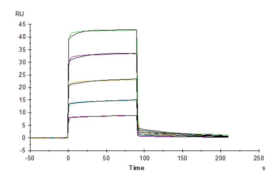 CD32B-MP001 SPR result