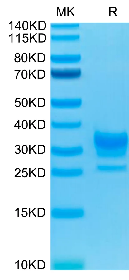 CD32BC-HB001 Bis-Tris-PAGE-white result