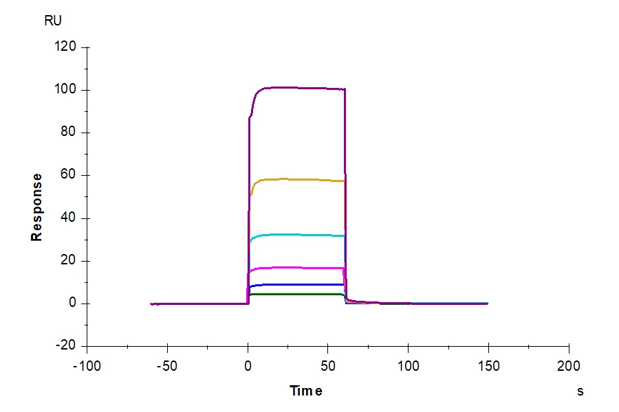 CD32BC-HB001 SPR result