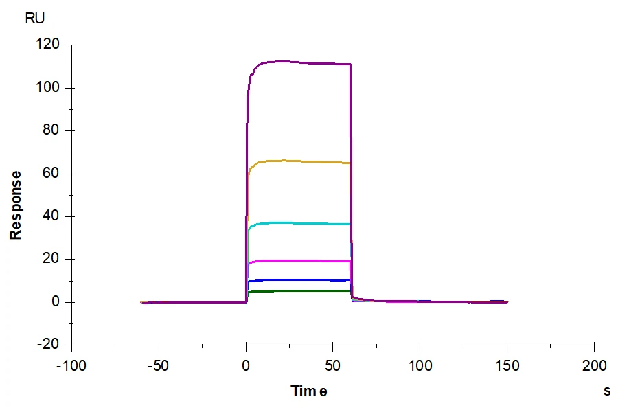 CD32BC-HP001 SPR result