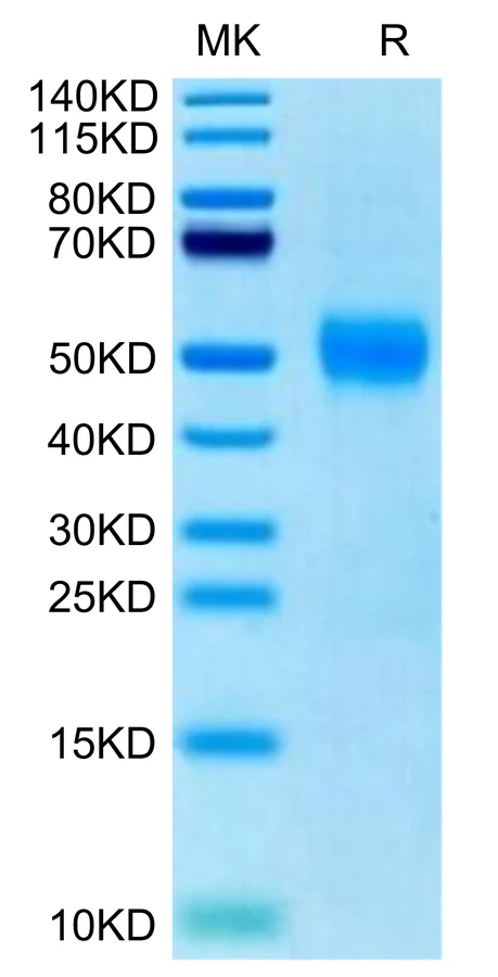 CD33-HB001 Bis-Tris-PAGE-white result