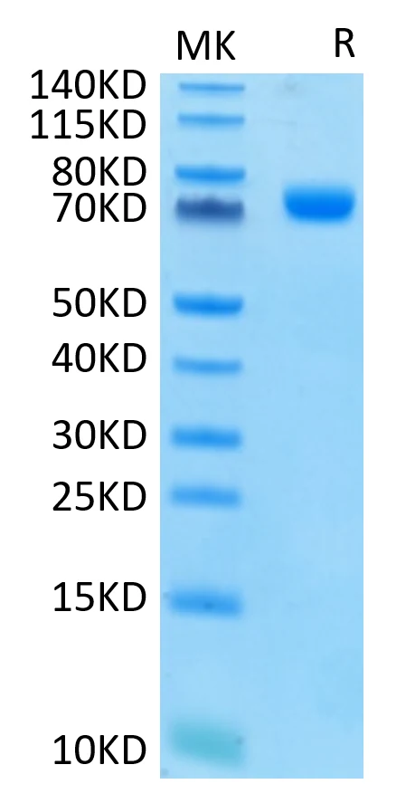 CD33-HF001 Bis-Tris-PAGE-white result