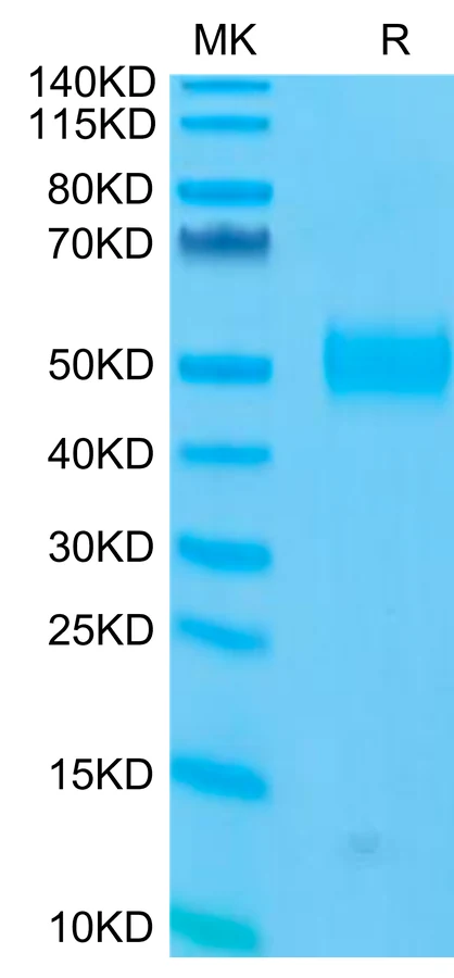 CD33-HP001 Bis-Tris-PAGE-white result