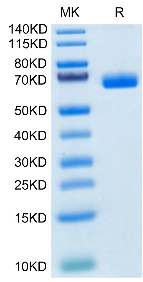 CD335-CF001 Bis-Tris-PAGE-white result