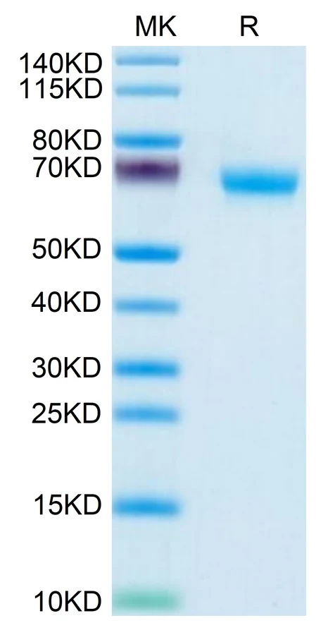 CD335-HF001 Bis-Tris-PAGE result