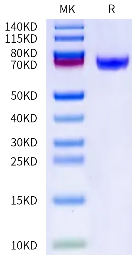 CD335-HF002 Bis-Tris-PAGE-white result