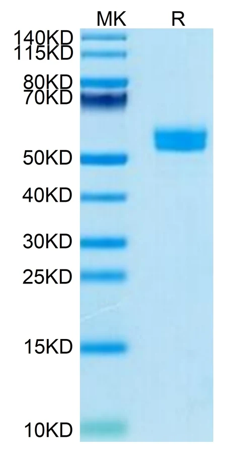 CD337-HF001 Bis-Tris-PAGE result